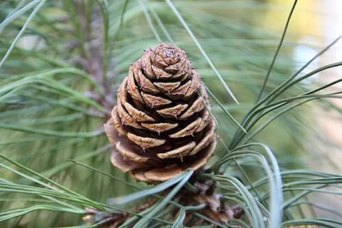 cone: a surface of revolution formed by rotating a segment of a line around another line that intersects...