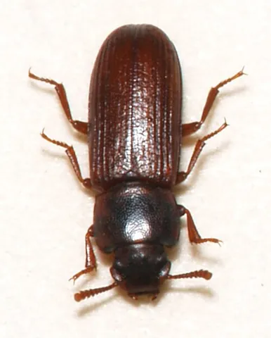 confused flour beetle: a beetle of the species Tribolium confusum
