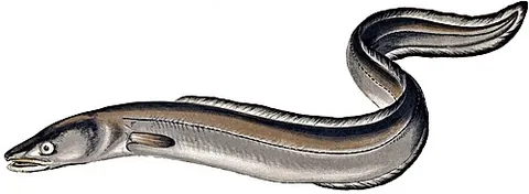 conger eel: any of various large marine eels of the genus Conger, having no scales and found in temperate and...