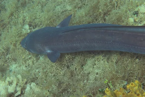 conger: any of several scaleless marine eels, of the genus Conger, found in coastal waters