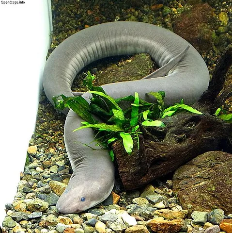 congo eel: any member of the genus Amphiuma of aquatic salamanders