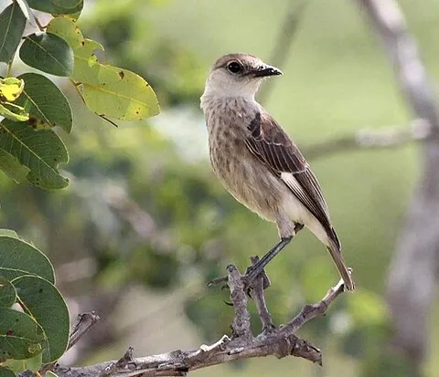 congo moor chat: a bird of species Myrmecocichla tholloni, found in tropical grasslands of Africa