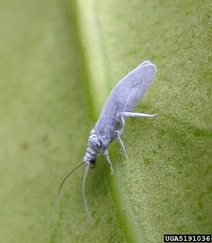 coniopterygid: any insect of the family Coniopterygidae of dustywings