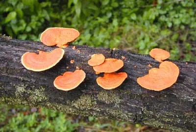conk: the shelf- or bracket-shaped fruiting body of a bracket fungus (also called a shelf fungus), i.e. a...