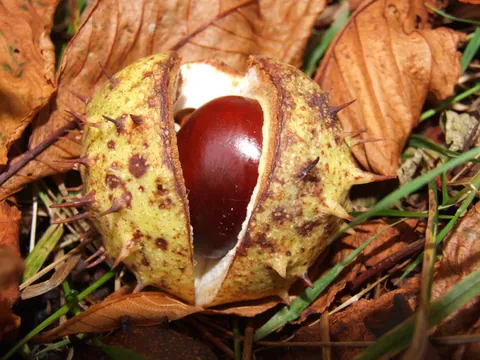 conker: a horse chestnut, used in the game of conkers