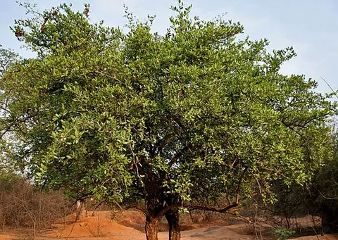 conkerberry: a large shrub of the dogbane family: Carissa spinarum, the "bush plum"