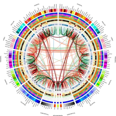 connectogram: a visual representation of the connections within the human brain, and often specifically of the...