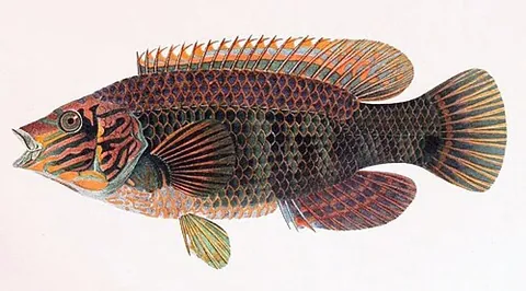 conner: a corkwing wrasse (Symphodus melops)
