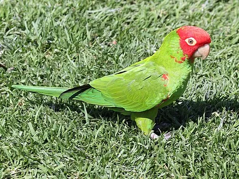 conure: any of many New World parakeets of the former genus Conurus, now reassigned to other genera in...
