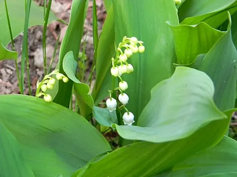 convallaria: any member of the genus Convallaria; a lily of the valley