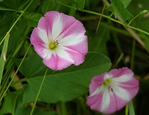 convolvulus: any of several plants, of the genus Convolvulus, found in temperate climates, having small...
