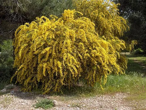coojong: acacia saligna, an Australian shrub wattle