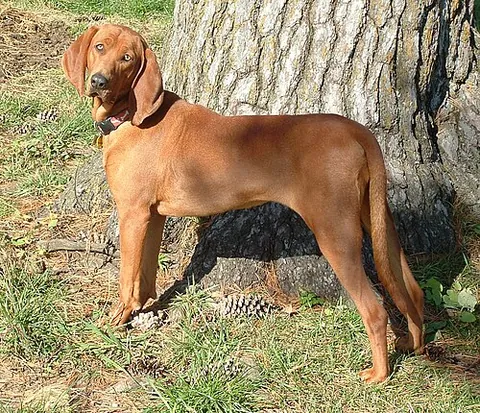 coonhound: any of several American breeds of dog originally used in hunting raccoons