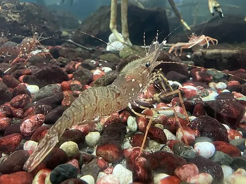 coonstripe shrimp: pandalus hypsinotus, a shrimp found in the northern Pacific Ocean