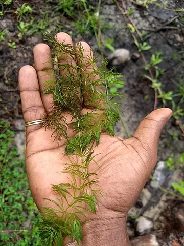 coontail: any aquatic plant of genus Ceratophyllum
