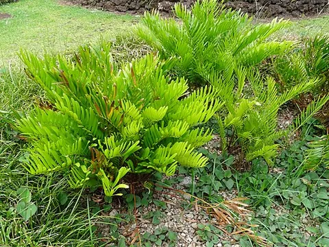 coontie: zamia integrifolia (syn. Zamia floridana), cycadaceous plants of Florida and the West Indies, or...