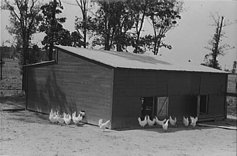 coop: a basket, pen or enclosure for birds or small animals