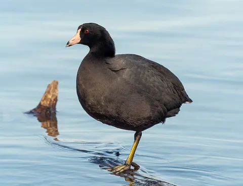 coot: any of various aquatic birds of the genus Fulica that are mainly black with a prominent frontal...