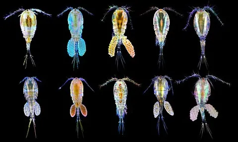 copepod: any of very many small crustaceans of the subclass Copepoda; they are widely distributed and...