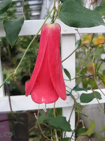 copihue: an evergreen climbing plant, Lapageria rosea