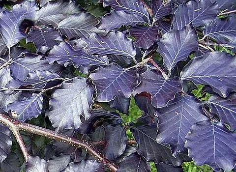 copper beech: a tall type of beech, Fagus sylvatica atropurpurea, with smooth bark and reddish-brown to purple...