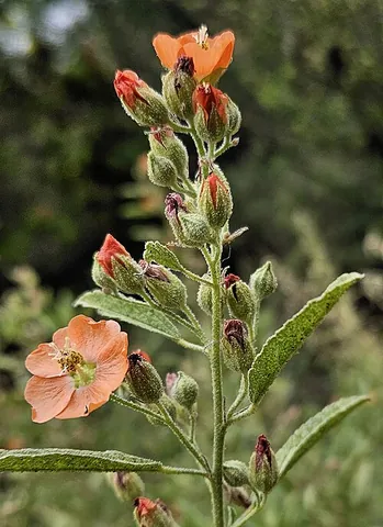 copper globemallow: sphaeralcea angustifolia, a species of globe mallow