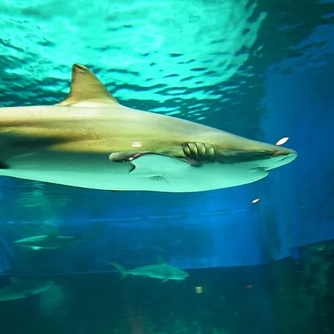 copper shark: carcharhinus brachyurus, a species of requiem shark characterized by its narrow, hook-shaped upper...