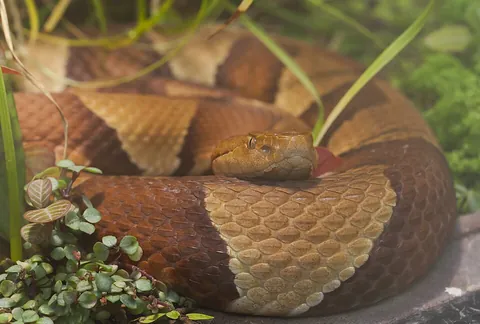 copperhead: a venomous pit viper of species Agkistrodon contortrix, found in parts of North America