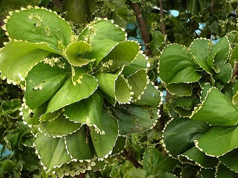copperleaf: acalypha wilkesiana, a shrub with shiny bronze-green leaves and small green flowers
