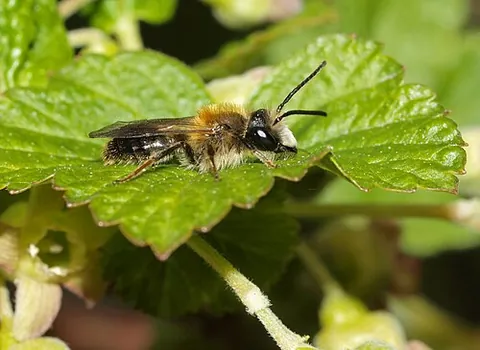 coppice mining bee: andrena helvola, a species of mining bee