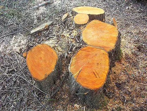 coppice: a grove of small growth; a thicket of brushwood; a wood cut at certain times for fuel or other...