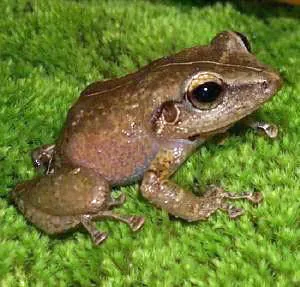 coqui frog: any of various frogs in the genus Eleutherodactylus, native to the Caribbean, but which have become...