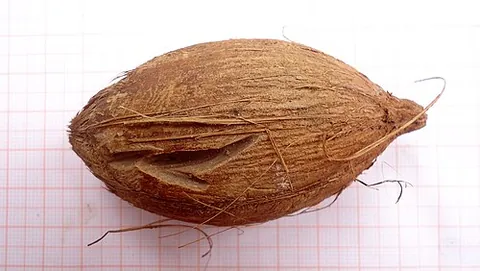 coquilla nut: the hard-shelled fruit of a Brazilian palm (Attalea funifera), which is used to make ornamental...