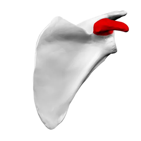 coracoid process: part of the scapula that projects towards the sternum in mammals
