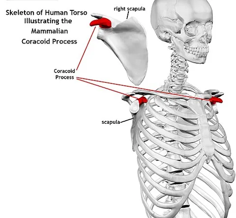 coracoid: part of the scapula that projects towards the sternum in mammals; the coracoid process