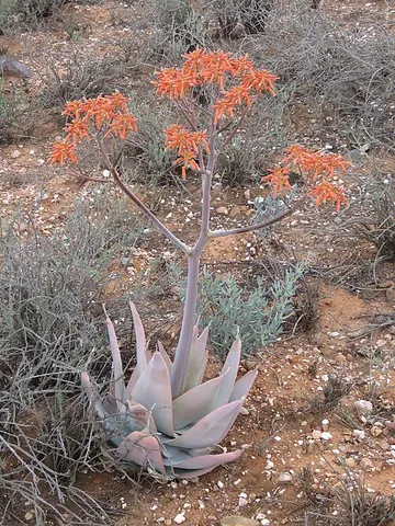coral aloe: aloe striata, a stemless South African Aloe species
