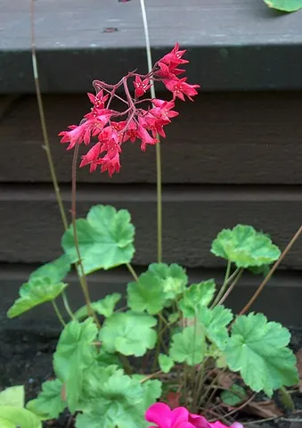 coral bells: heuchera sanguinea, a species of herbaceous perennial in the family Saxifragaceae, native to North...