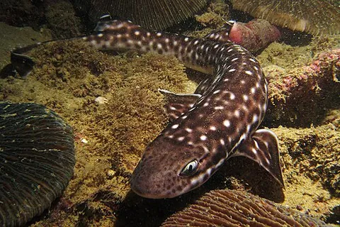 coral catshark: atelomycterus marmoratus, a species of coloured catshark, commonly found in shallow coral reefs...