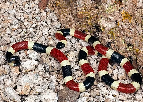 coral snake: any member of the species of New World coral snakes in three genera (Leptomicrurus, Micruroides,...