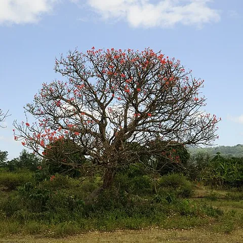 coral tree: any of the trees of the genus Erythrina, of most tropical and subtropical regions