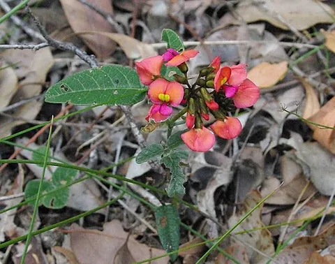 coral vine: antigonon leptopus, A flowering vine native to Mexico