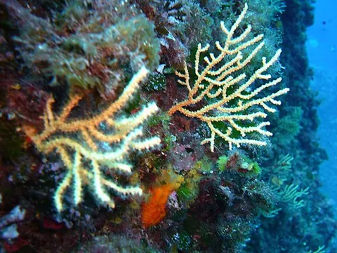 coral: any of many species of marine invertebrates in the class Anthozoa, most of which build hard calcium...