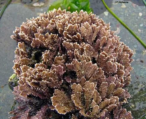 coralline: of, relating to or pertaining to or resembling red algae of the family Corallinaceae