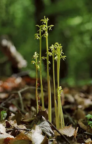 coralroot: any of several saprophytic orchids of the genus Corallorhiza