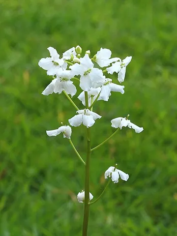 coralwort: a parasitic plant of certain species of genus Lathraea (family Orobanchaceae)