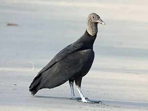 corbeau: the black vulture, Coragyps atratus