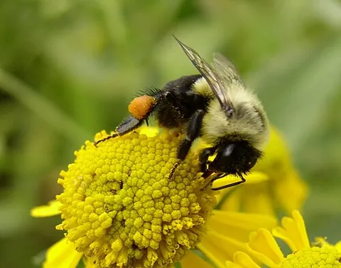 corbicula: a bee's pollen basket; in honeybees and close relatives, the corbiculae are located on the outer...