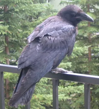 corbie: a raven or crow (typically Corvus corax)
