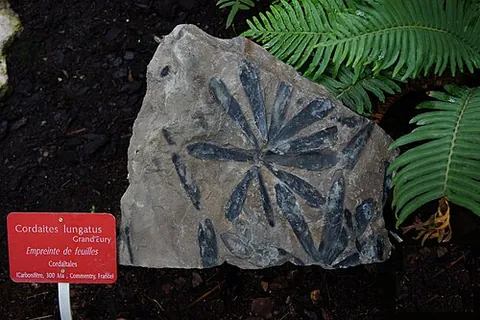 cordaite: any member of the genus †Cordaites of extinct gymnosperms with long, strap-shaped leaves