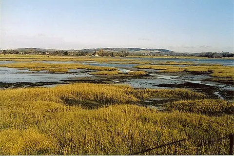 cordgrass: any of various species of coastal wetland grass in the genus Spartina